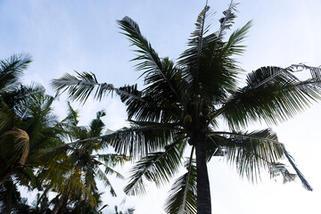 Fototapeta na wymiar coconut trees seen from below against a blue sky background