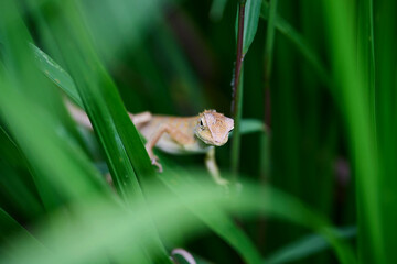 Obraz premium lizard on green leaf