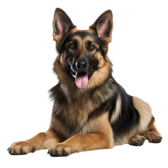 German Shepherd dog isolated on white