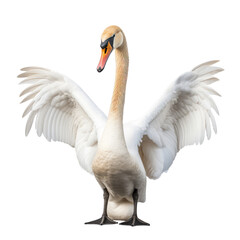 white swan on a transparant background, PNG, Generative Ai