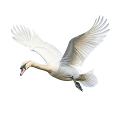 white swan flying on a transparant background, PNG, Generative Ai