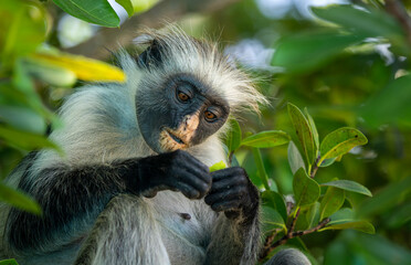 Zanzibar Red Colobus Monkey (Piliocolobus kirkii) on Unguja Island, Zanzibar archipelago, Tanzania,...