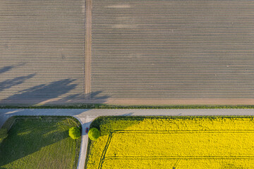 Aerial view on big yellow fields of rape on a sunny day. European village, agriculture. Seasonal product. Beautiful texture of nature.