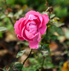Withered pink rose in the garden. Shallow depth of field.