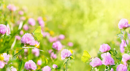 Beautiful butterflies and pink clover flowers on meadow, sunny natural background. gentle nature image. dreams, harmony mood. spring, summer season, floral landscape. template for design. copy space