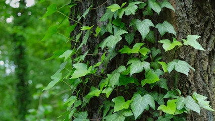 Close up of a tree trunk covered with vines of green ivy leaves. Green leaves in the background.