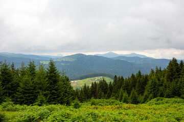 Fototapeta premium Giresun Province, Kulakkaya highland lush nature and houses and animals in the highland