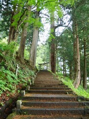 杉に囲まれた鳥居