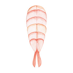 Watercolor illustration of sushi shrimp top view. Hand drawn. Japanese food.