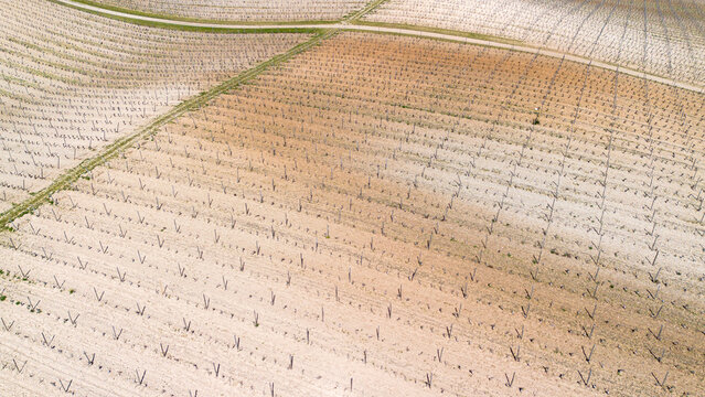 Aerial view of vineyards during spring in the Ribera del Duero Denomination of Origin area in the province of Valladolid in Spain