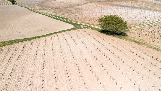 Aerial view of vineyards during spring in the Ribera del Duero Denomination of Origin area in the province of Valladolid in Spain