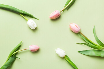 Pink and white tulips on a colored holiday frame Background. Floral spring background for March 8, birthday, mother's day. copy space top view flat lay