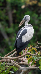 The Asian openbill or Asian openbill stork (Anastomus oscitans)