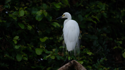 The little egret (Egretta garzetta) 