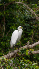 The little egret (Egretta garzetta) 