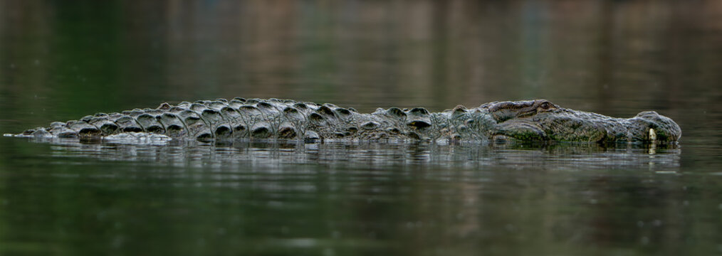 The mugger crocodile (Crocodylus palustris)