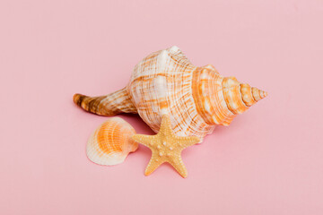Beach seashells on colored background. Mock up with copy space