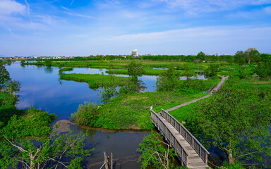 春の朝、晴れ渡った福島潟の水辺（新潟県新潟市）