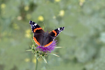 Atalanta butterfly (Vanessa atalanta) on lilac-colored thorn