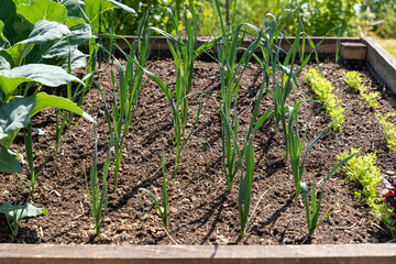 Young leek plants growing in a row in the raised bed in the garden as a symbol for self supply and food producing. 