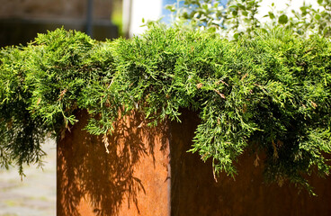 Green plants in corten flower pot close up.