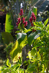 Canna indica