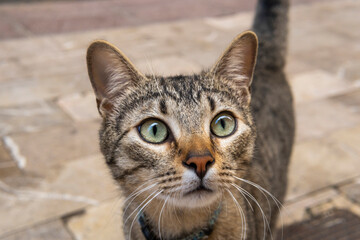 Grey stray cat with a suprised face