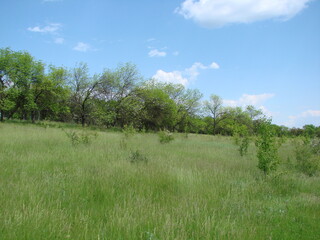 Bottom view of steppe vegetation on top of hill on white blue cloudy horizon background.