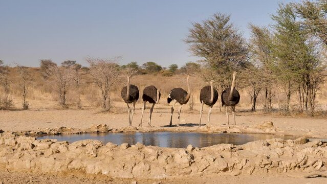 Five ostriches approach watering hole in arid Kalahari landscape