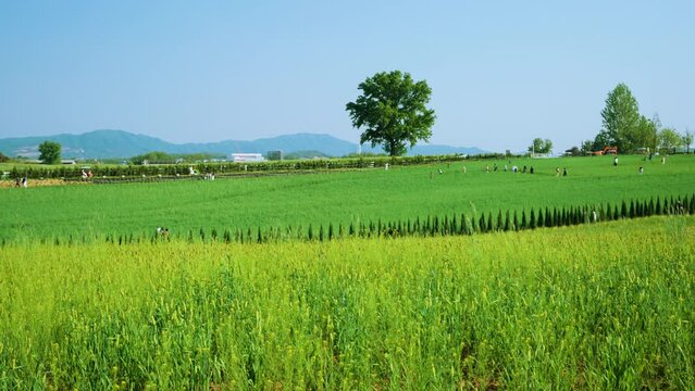 Green Barley Crop Plantations in Anseong Farmland. Korean Tourists Visit Famous Farm Ranch in Spring to Take Pictures of Stunning Landscapes in Rural Countryside. Eco Tourism in South Korea