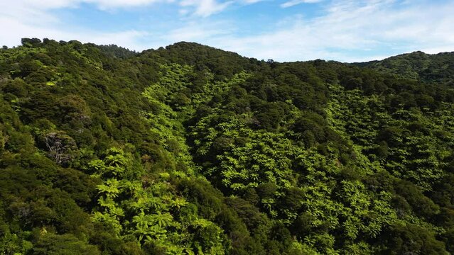 New Zealand nature Fern. Alsophila dealbata, synonym Cyathea dealbata, commonly known as silver fern, silver tree-fern, ponga, punga, is a species of tree fern, endemic to New Zealand drone shot