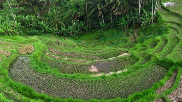 Aerial view of stepped rice terrace anf palm tree forest on idyllic farmland in Asia. Drone footage of step-like paddy plantations with water. Copter flying around agricultural farmland on a hill. 