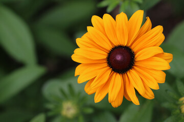 Orange daisy flower with dark centre in close up