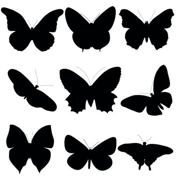 Isolated silhouettes of tropical butterflies. Recognizable insect species