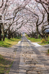 桜のアーチ　春のイメージ
