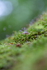 苔の上に生えたキノコ