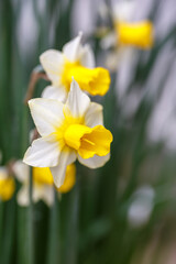 水仙の花　初春のイメージ