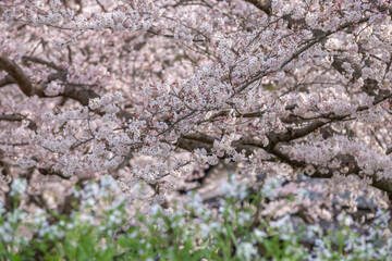 桜の花　春の花見イメージ