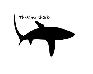 Thresher shark silhouette illustration