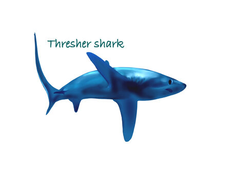 Thresher shark hand drawing illustration