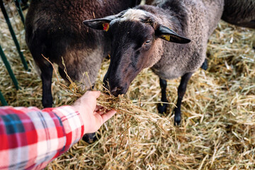 Sheep Romanov breed eating hay from farmer's hand.