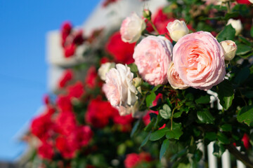 バラの花　屋外撮影イメージ