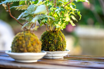 苔盆栽　和のイメージ