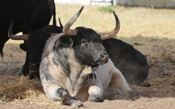 bull spanish with big horns in the corrals	