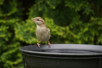 sparrow at the bird bath,sperling an der vogeltränke