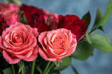 バラの花　室内撮影