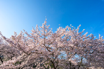 桜の花　春のイメージ