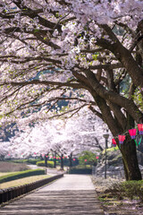 Fototapeta na wymiar 桜とランタン　春の花見のイメージ