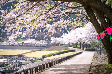 桜とランタン　春の花見のイメージ