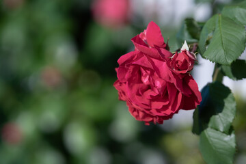 バラの花　屋外撮影